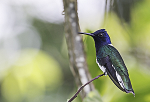 White-Necked Jacobin, Asa Wright Nature Center, Trinidad